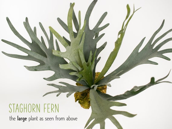 Artificial Flocked Light Green Staghorn Plant 12/" Tall