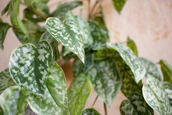 Satin Pothos Silver Philodendron Fake Plant With Trailing Etsy
