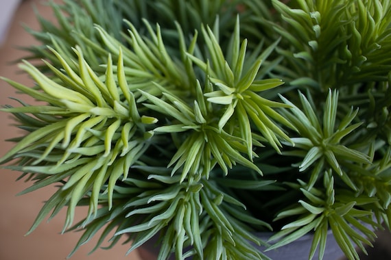 Blue Chalk Fingers Artificial Succulent Bush Senecio Vitalis Etsy