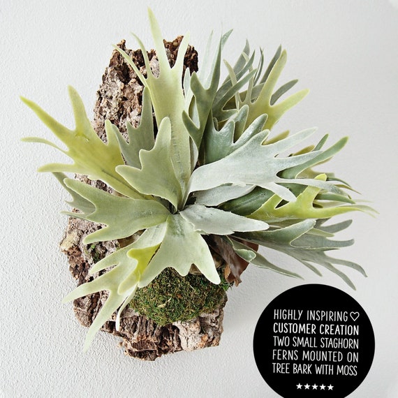Artificial Flocked Light Green Staghorn Plant 12/" Tall