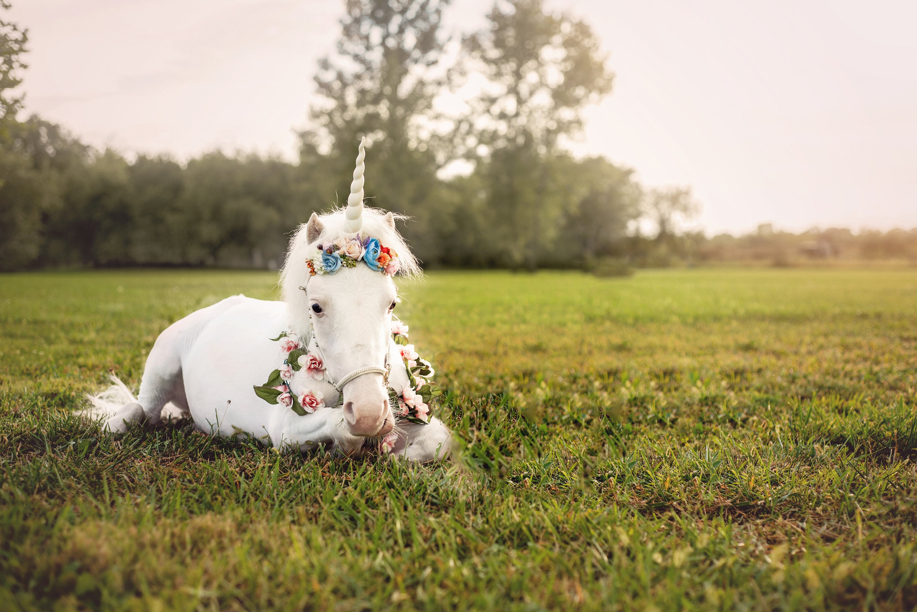 Unicorn Laying Down High Resolution Digital Backdrop Etsy