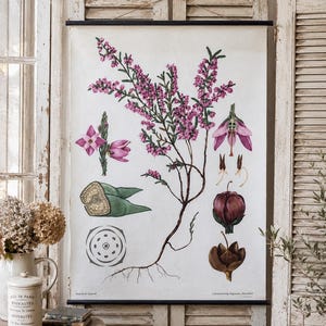 Könnte beinhalten: Eine botanische Wandtafel mit einer detaillierten Illustration einer Heidekrautpflanze mit rosa Blüten, Wurzeln und Querschnittsdiagrammen. Der Druck ist an schwarzen Holzleisten befestigt und hängt vertikal vor einem hellen Holzfensterladen.