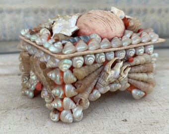 Rare* Rose Murex Florida Seashell Collection on 10K Island