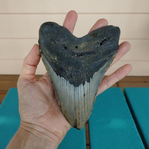 No Restorations 5.9 Real Megalodon Fossil Shark Tooth