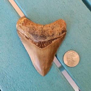 3.63&quot; Megalodon Shark Tooth Authentic Fossil - No Restorations