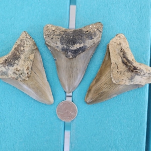 Set of 3 (3.0 - 3.5 inch) Fossilized Authentic Megalodon Shark Teeth