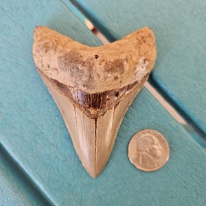 3.79&quot; Megalodon Shark Tooth Authentic Fossil, No Restorations