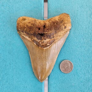 5.09&quot; Megalodon Shark Tooth Authentic Fossil, Non-Restored
