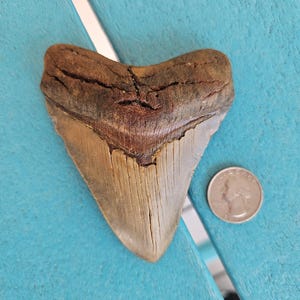 3.84&quot; Megalodon Shark Tooth Authentic Fossil - No Restorations