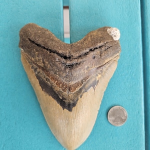 6.29&quot; Megalodon Shark Tooth Authentic Fossil, Real, No Restorations
