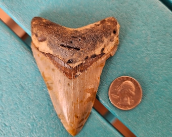 3.56インチ メガロドン サメの歯の化石 - 本物、修復なし - Etsy 日本
