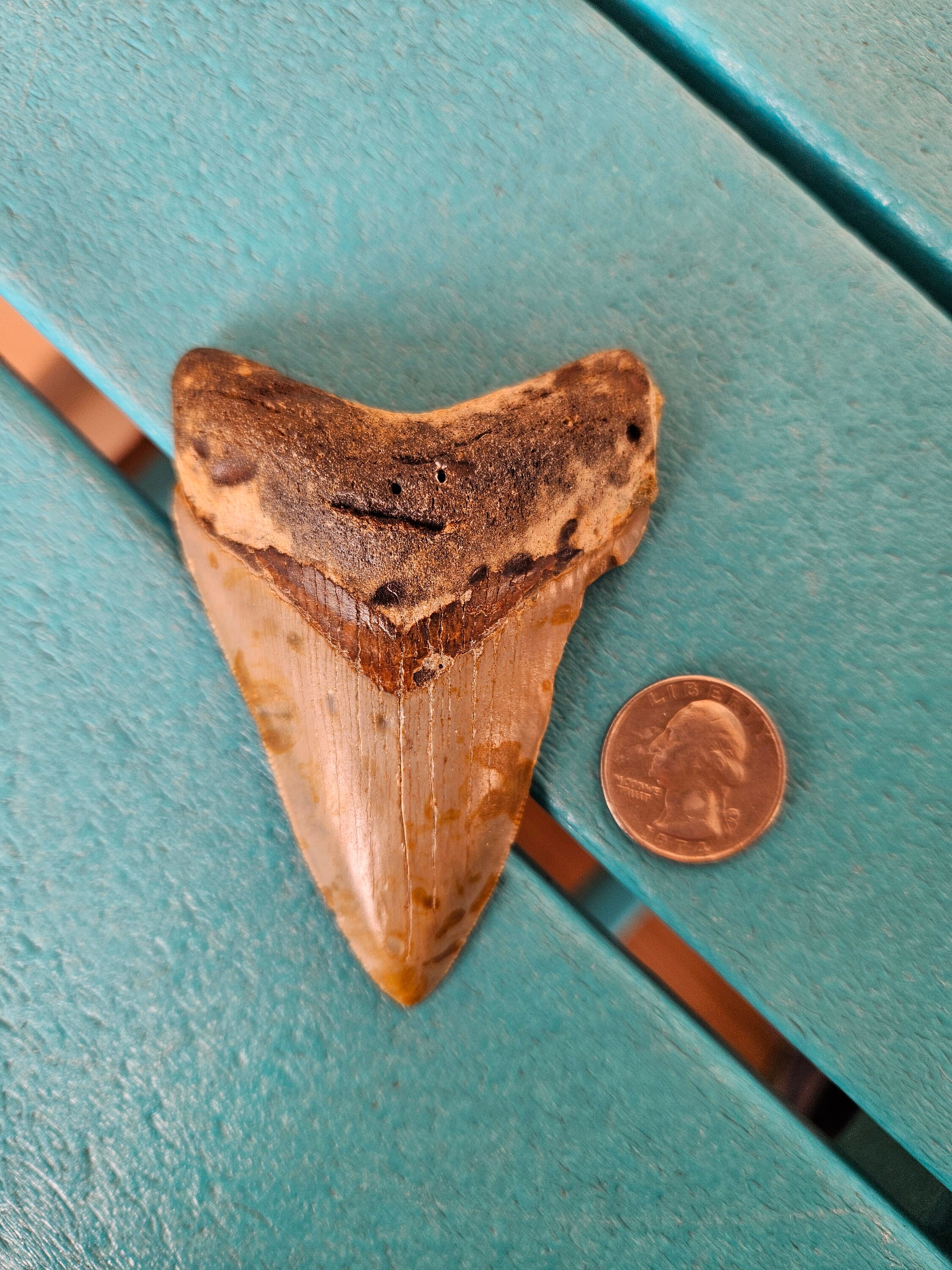 3.56インチ メガロドン サメの歯の化石 - 本物、修復なし - Etsy 日本