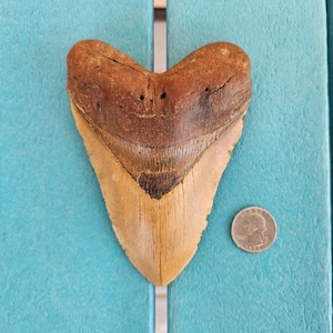 5.36&quot; Megalodon Shark Tooth Authentic Fossil - Real, No Restorations, Unique Rare Color!