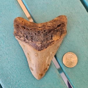 4.33&quot; Megalodon Shark Tooth Authentic Fossil - Real, Serrated, Rare Unique Markings!