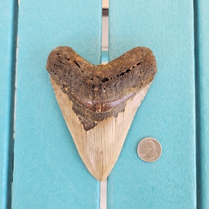 5.53&quot; Megalodon Shark Tooth Authentic Fossil, Real No Restorations