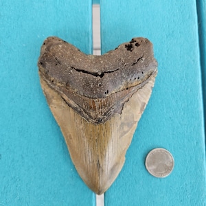 インドネシア・ジャワ島産メガロドンの歯の化石 - 本物の先史時代の