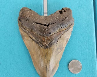 5.76インチ メガロドンの歯の化石 - 本物の先史時代の化石 - すべて