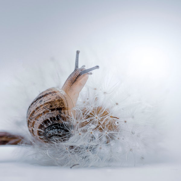 Photographie Escargot nature