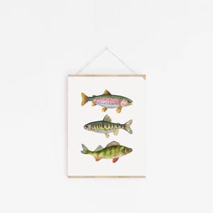 May include: A framed print featuring three different types of fish: a rainbow trout, a brown trout, and a perch. The fish are illustrated in a realistic style with detailed markings and colors.
