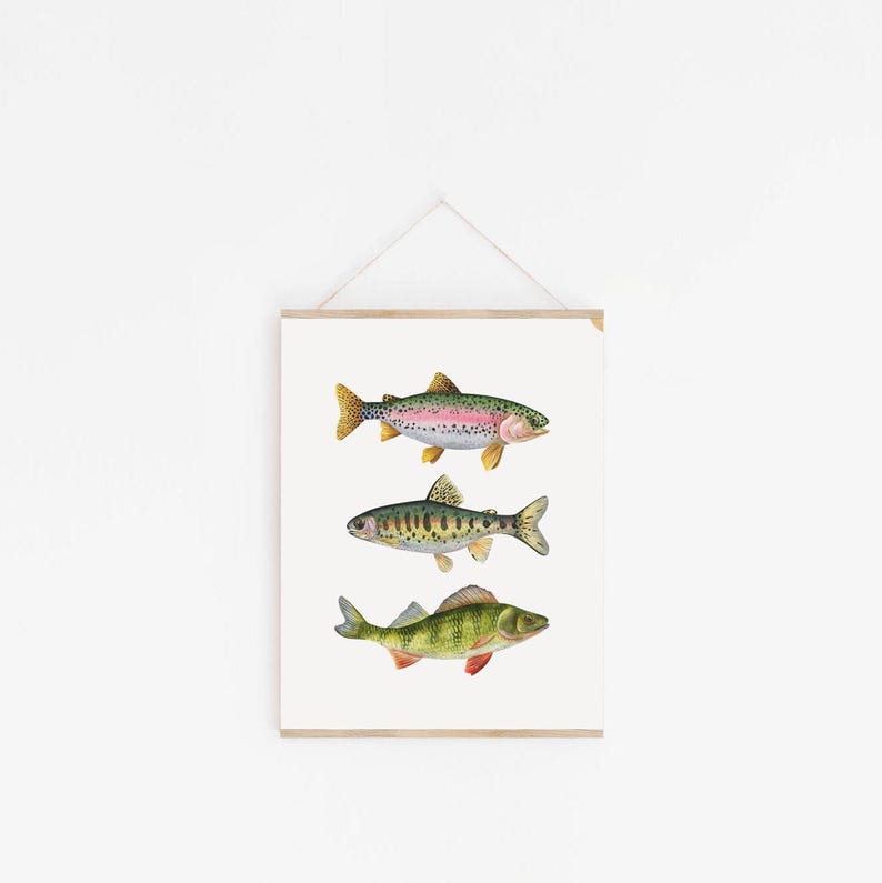 May include: A framed print featuring three different types of fish: a rainbow trout, a brown trout, and a perch. The fish are illustrated in a realistic style with detailed markings and colors.