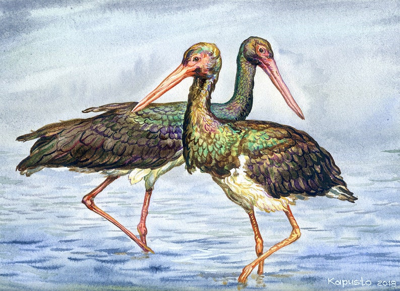 Ciconia nigra wild nature illustration storks pair african birds portrait Black Stork birds original watercolor painting avian artwork