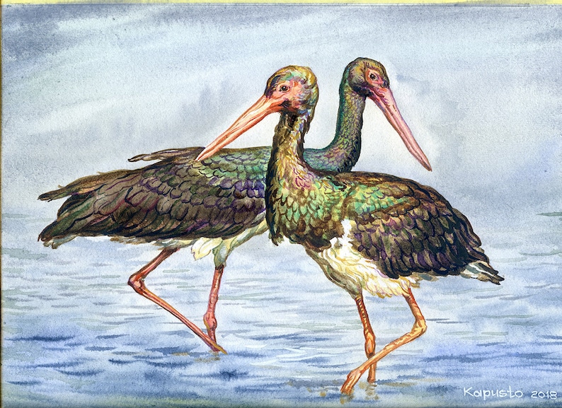 Ciconia nigra wild nature illustration storks pair african birds portrait Black Stork birds original watercolor painting avian artwork