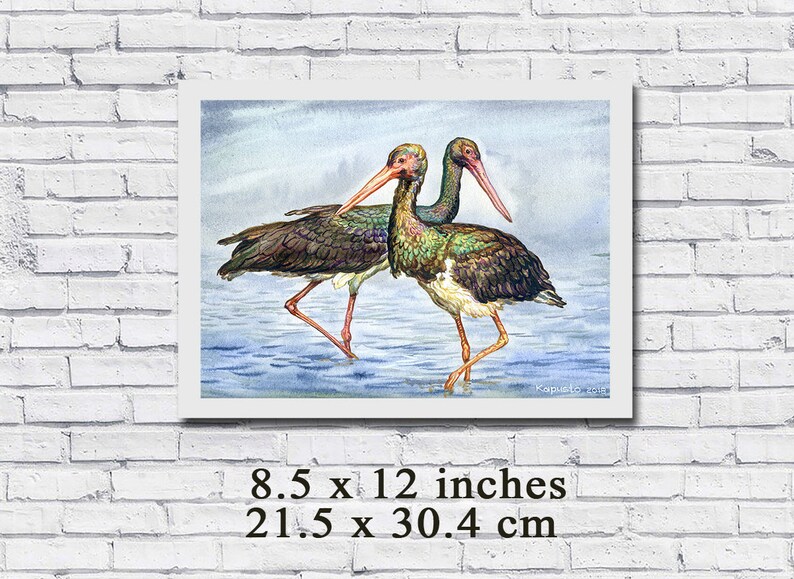 Ciconia nigra wild nature illustration storks pair african birds portrait Black Stork birds original watercolor painting avian artwork
