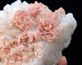 Large Rhodochrosite Roses on Quartz Crystals from Wuzhou, Guangxi, China