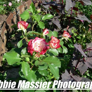 Photo Art Card/Photo Art Print/Canyon Meadows Flower Garden