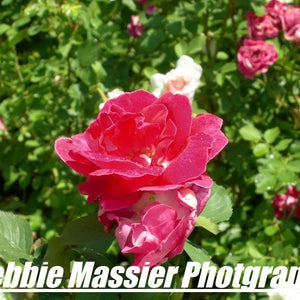 Photo Art Cards/Photo Art Prints/Canyon Meadows Flower Garden/Calgary