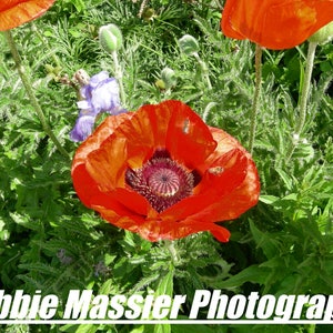 Photo Art Card/Photo Art Print/Canyon Meadows Flower Garden