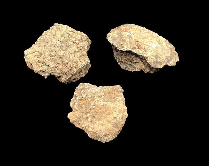 Cobble Creek: 3 Coral Head Fossils from Morocco