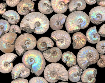 Cobble Creek: 1 Silver Iridescent Flash Small Ammonites from Madagascar - Natural
