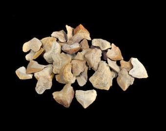 25 Shark Teeth Fossils (Squalicorax) from Morocco