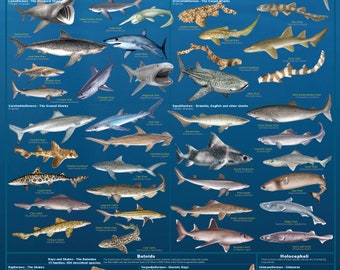 Sharks Poster