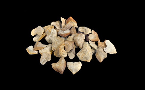 20 Fossilien Squalicorax Haizähne Marokko megalodon Großvater era Haizahn 