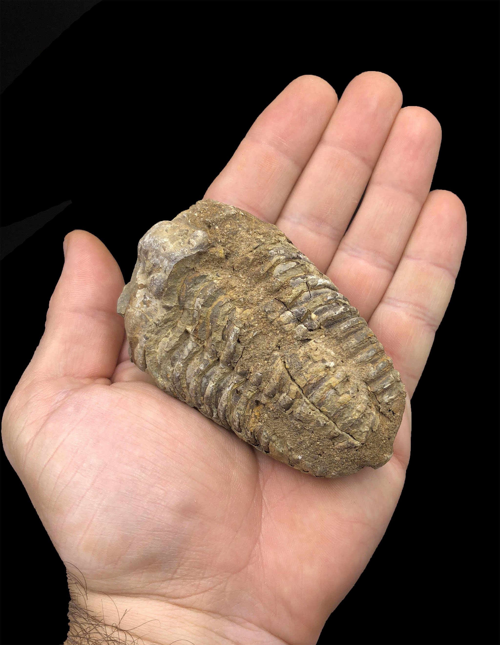 10 Large Trilobite Fossils - Trilobites from Morocco, North Africa
