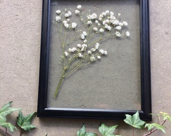 Gypsophila- botanical wall art