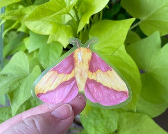 Rosy Maple Moth Sticker, clear vinyl sticker