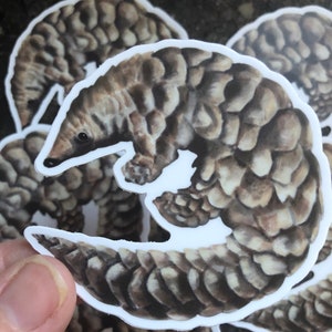 Pangolin Sticker | Matte Vinyl
