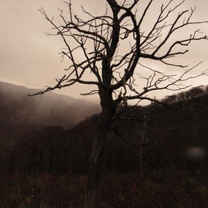Lonely Tree