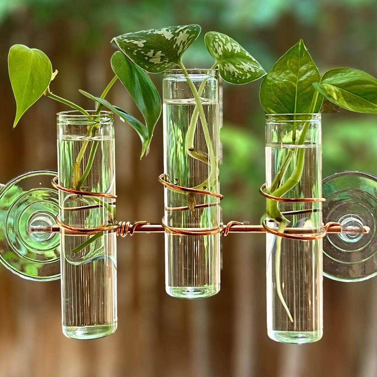 The Lily Window Propagator - Etsy