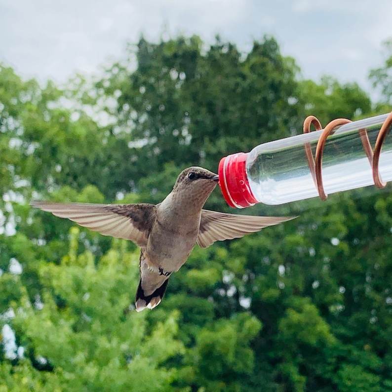 May include: A small hummingbird with brown and grey feathers hovering in mid-air while feeding from a clear glass tube feeder. The feeder features a bright red plastic cap and is supported by a spiraled copper wire frame against a green tree background.