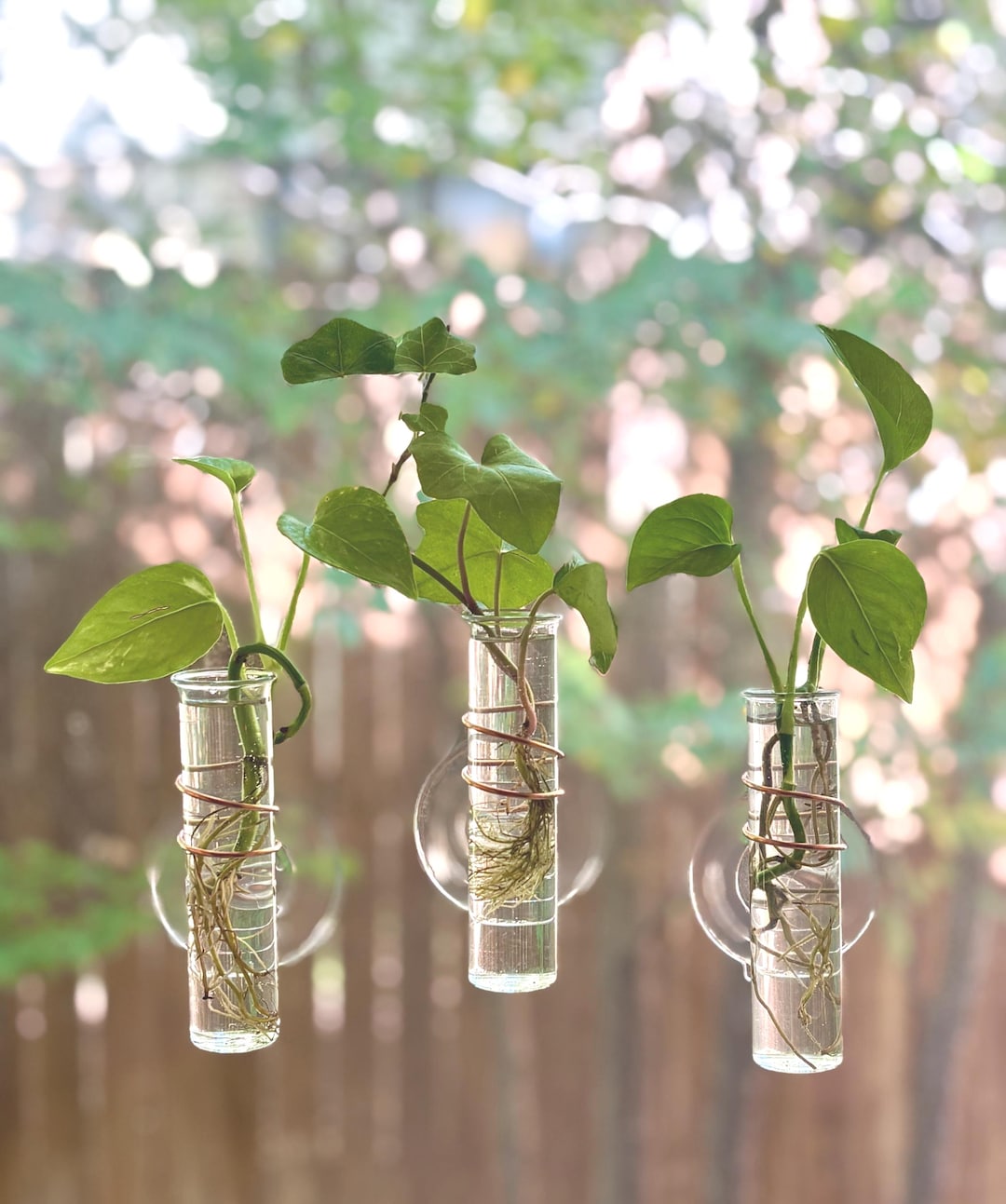 The Little Window Propagator - Etsy