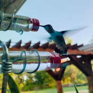 May include: A hummingbird with iridescent blue and dark feathers hovers in mid-air, drinking from a clear glass tube feeder with a red cap. The feeder is held in place by a silver metal wire coil structure, positioned against a blurred outdoor background.