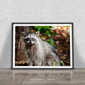 Nieuwsgierig wasbeer Print, natuurfotografie, afdrukbare grote Poster, Instant Digitale Download