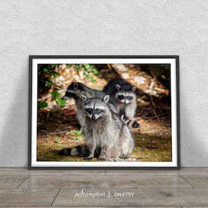 Curious Raccoons Print, Nature Photography, Printable Large Poster,  Instant Digital Download