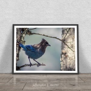 Stellar&#39;s Jay Print, Nature Photography, Printable Large Poster,  Instant Digital Download