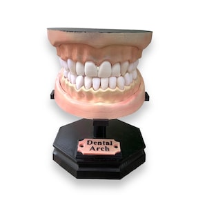 Tooth Model, Lower Jaw Upper Jaw, Dent Model, Dentists, Halloween Decoration, Gift Idea Teeth