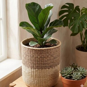 May include: A fiddle leaf fig plant potted in a cylindrical woven basket with a two-tone design, featuring a dark brown upper section and a light beige lower section. The plant has large, glossy, dark green leaves with prominent veins.